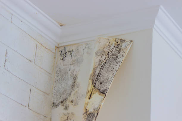 Why You Should Choose Our Mold Remediation Services in Fellsmere, FL